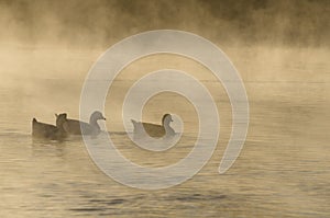 Silhouetted Geese Quietly Swimming in the Early Morning Mist