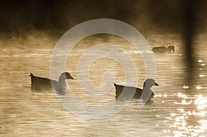 Silhouetted Geese Quietly Swimming in the Early Morning Mist