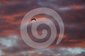 Silhouetted Goose Flying in the Beautiful Sunset Sky