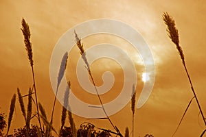 Silhouetted grass and plants against the sun