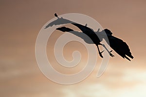 Silhouetted Great Blue Heron Flying in the Sunset Sky