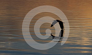 Silhouetted Great Egret Wingtip on the Water