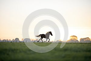 silhouetted horse cantering at dawn in a field