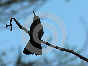 Silhouetted hummingbird