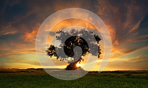 Silhouetted lone tree with dramatic sunset sky