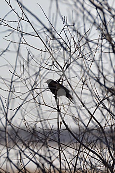 Silhouetted Male Red-winged Blackbird (Agelaius phoeniceus) perched along hiking trail at Tiny Marsh