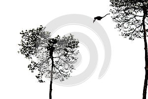 A silhouetted monkey jumping