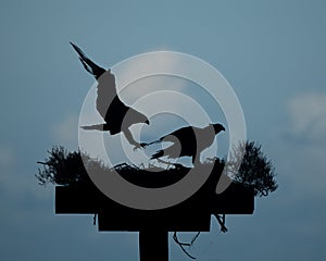 Silhouetted Ospreys in Nest