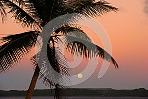 Silhouetted palm tree with the moon, Ofu island, Tonga