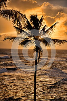 Silhouetted Palm Tree by the Ocean in Kauai