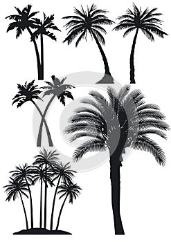 Silhouetted palm trees