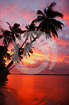 Silhouetted palm trees on a beach at sunset, Ofu island, Tonga