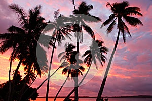 Silhouetted palm trees on a beach at sunset, Ofu island, Tonga