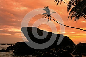 Silhouetted palm trees and rocks at sunset, Unawatuna, Sri Lanka