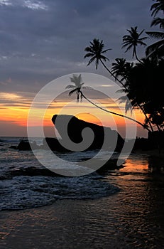 Silhouetted palm trees and rocks at sunset, Unawatuna, Sri Lanka
