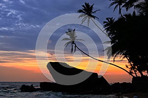 Silhouetted palm trees and rocks at sunset, Unawatuna, Sri Lanka