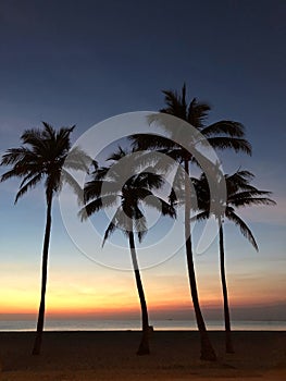Silhouetted palm trees during sunrise