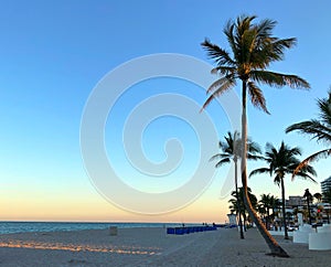 Silhouetted palm trees during sunrise