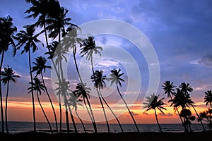 Silhouetted palm trees at sunset, Unawatuna, Sri Lanka