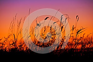 Silhouetted reeds at sunset