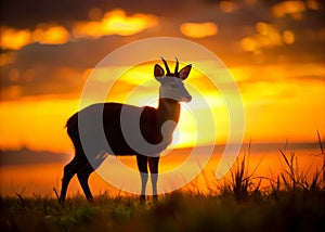 Silhouetted Reeves Muntjac Deer at Walsrode Bird Park Stunning Wildlife Photography photo
