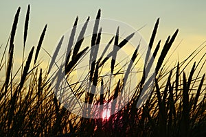 Silhouetted rushes at sunset photo