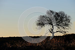 Silhouetted thorn tree