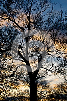 Silhouetted Tree