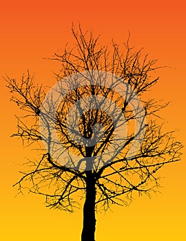 Silhouetted tree