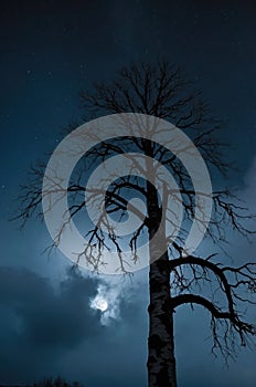 Silhouette of Leafless Tree Under Night Sky with Moon