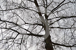 Silhouetted tree branches