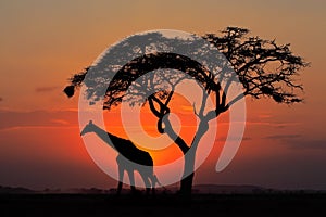 Silhouetted tree and giraffe