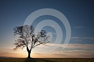 Silhouetted tree on a hilltop at sunset