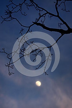 Silhouetted tree and moon