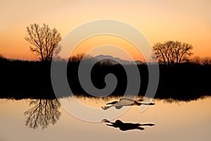 Silhouetted Tree Reflections