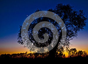 Silhouetted tree at sunset