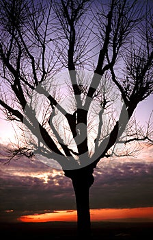 Silhouetted tree at sunset
