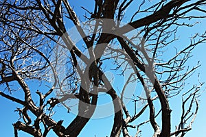 Silhouetted trees against a blue sky