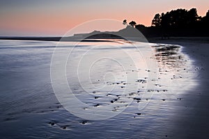 Silhouetted Trees on a Beach at Sunset