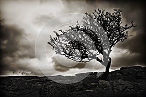 Silhouetted trees and clouds photo