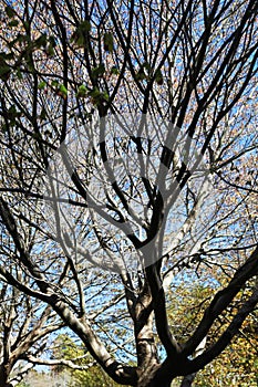 Silhouetted trees with a few leaves