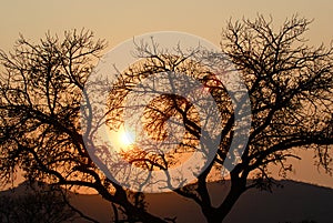 Silhouetted trees at sunset photo