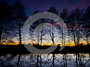 Silhouetted trees Sunset