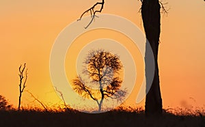 Silhouetted trees at sunset in South African bush