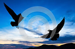 Silhouetted two seagull flying at sunset