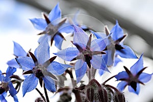 A silhouetted view of blue borage petals looking upwards