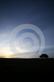 Silhouetted windswept stunted tree