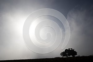 Silhouetted windswept stunted tree