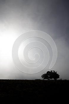 Silhouetted windswept stunted tree