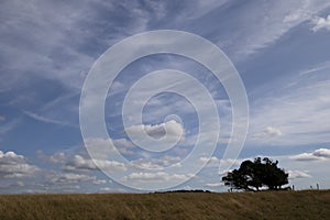 Silhouetted windswept stunted tree photo